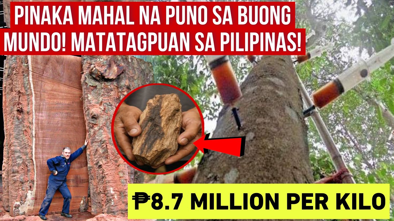 PINAKA MAHAL NA PUNO SA BUONG MUNDO! MATATAGPUAN SA PILIPINAS!