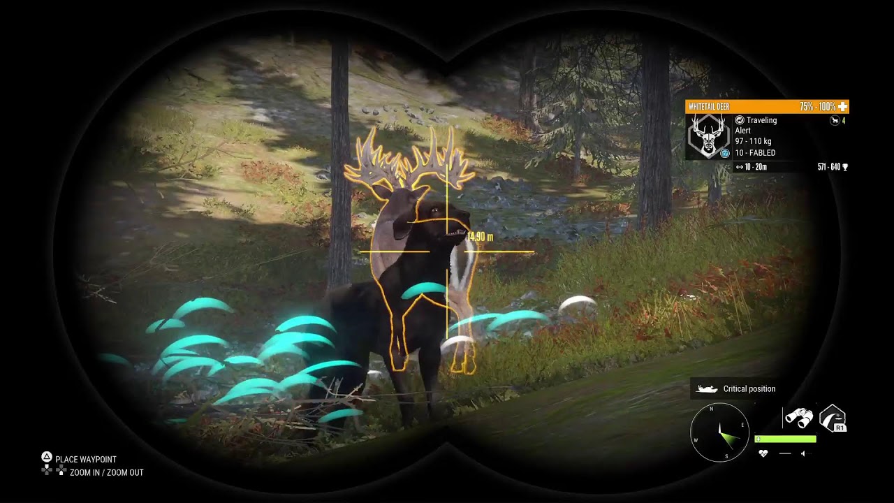 Setting up and hunting Whitetail