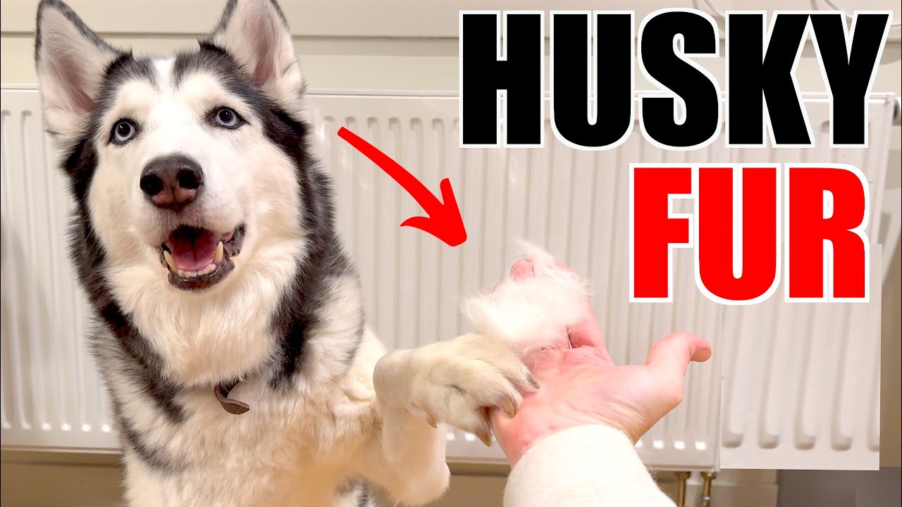 How I EASILY Get Rid Of Husky Hair...