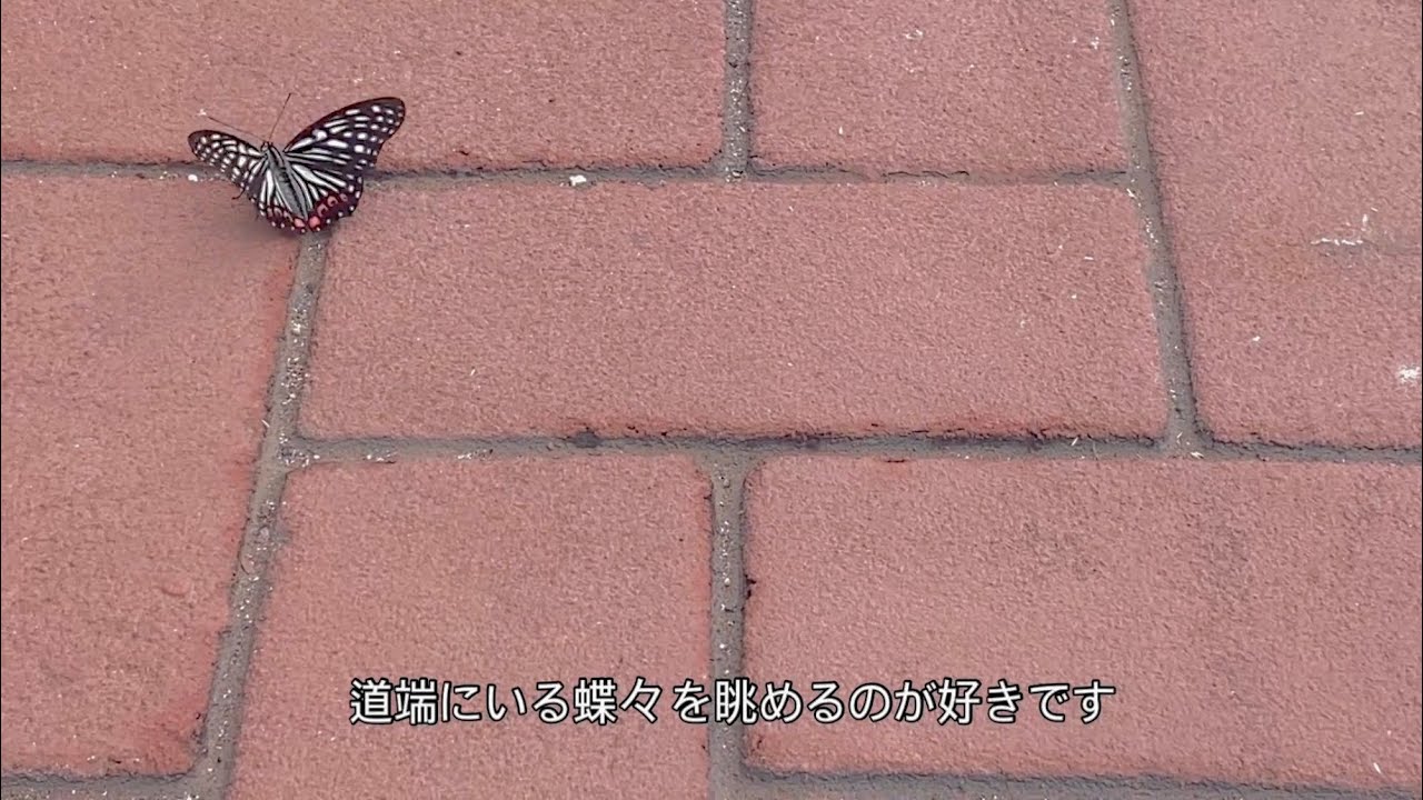 なんでもない日常がくれる癒し☘️｜HSP気質な私のセルフケアルーティンVlog