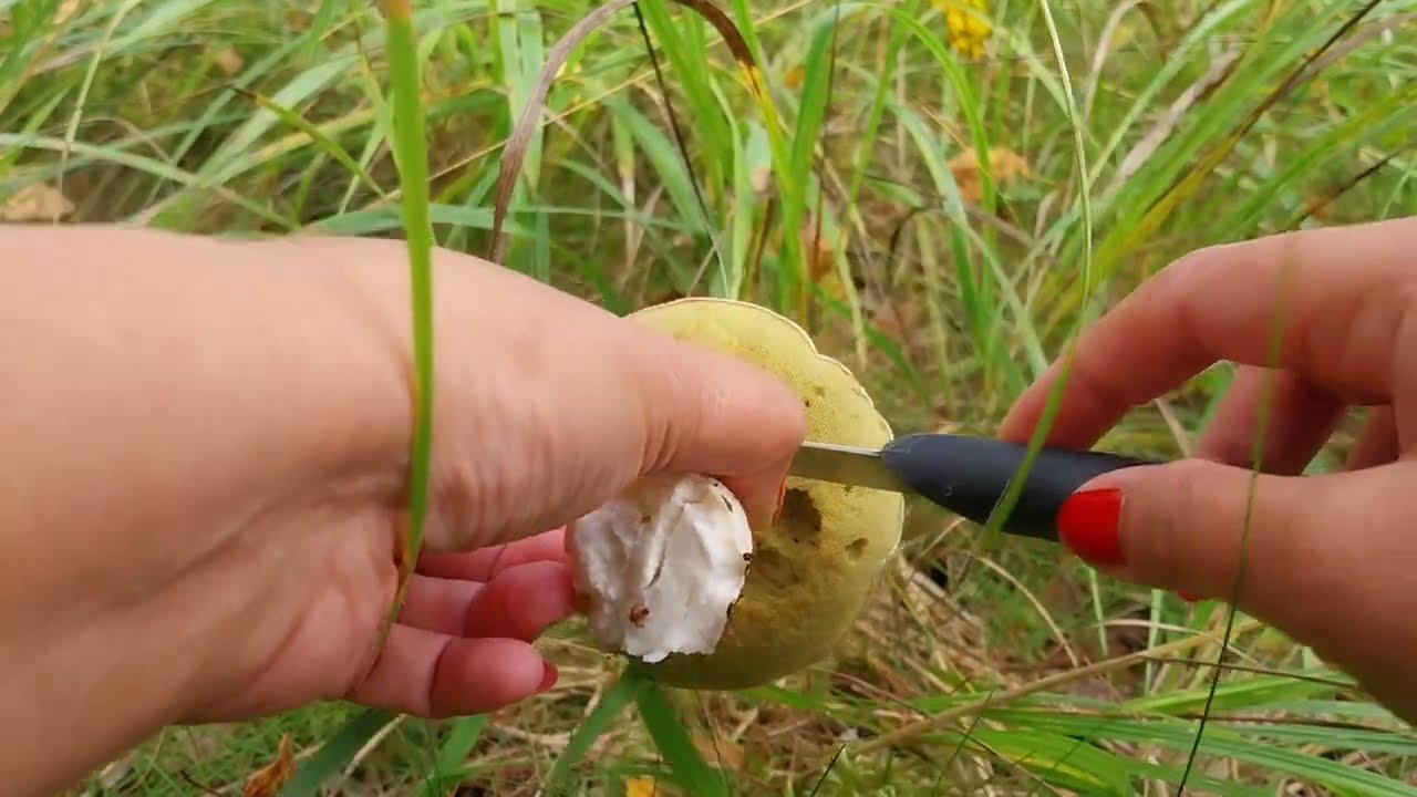 For 12x visiting & picking mushrooms during autumn season 2025| Near lake Tiilij&auml;rvi Hollola 🍄&zwj;🟫
