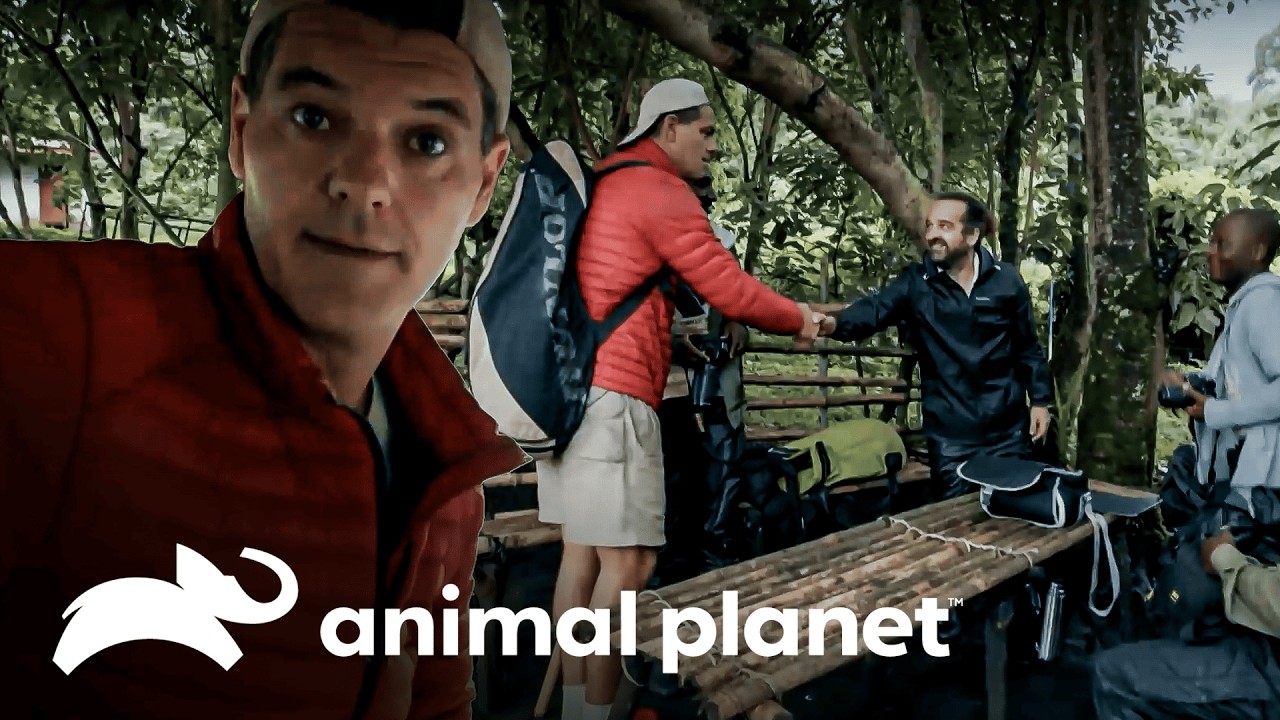 Entre rebeldes e conservação | Wild Frank: Gorilas | Animal Planet Brasil