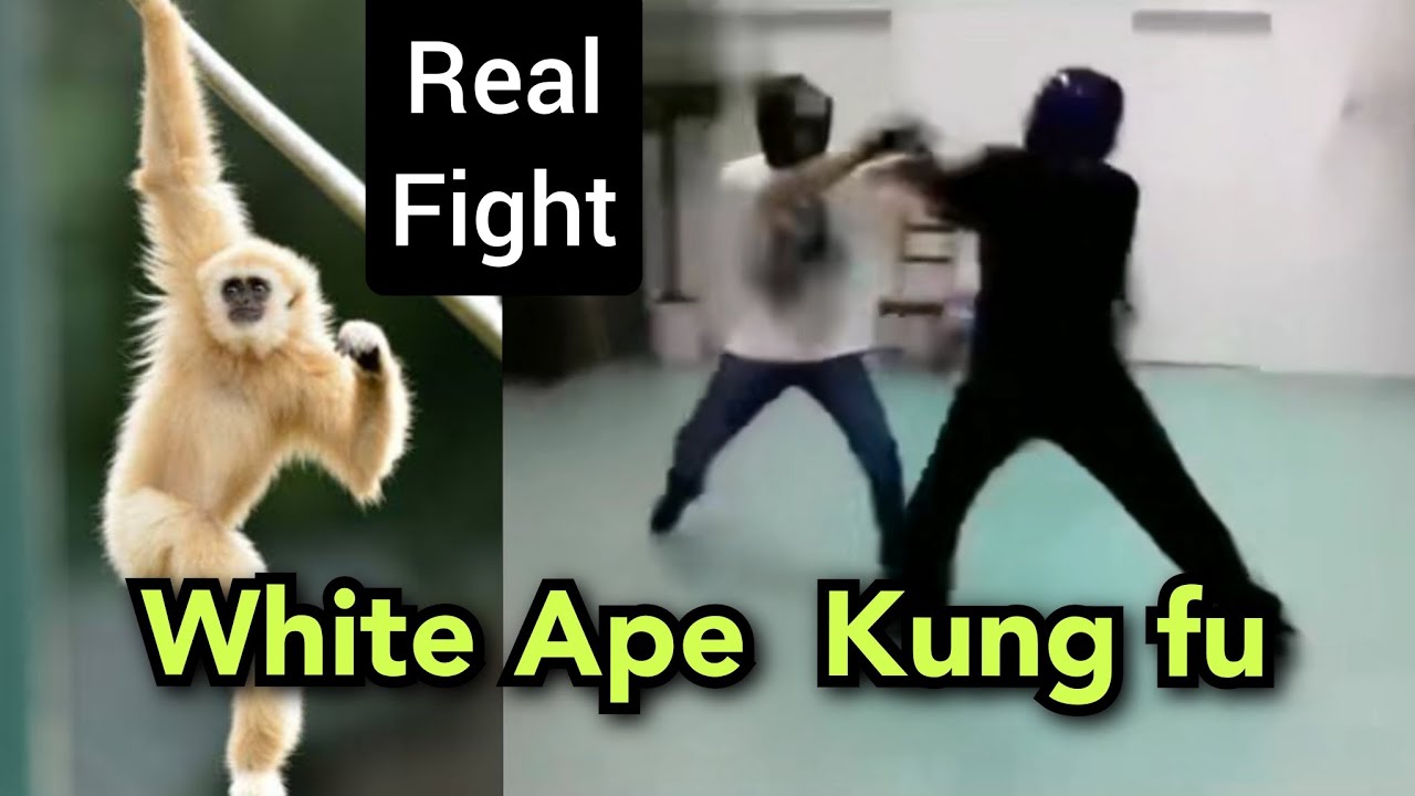Real Kung fu fight: EP 30 / tong bei quan vs boxing/ It's about gong fu #kungfu #boxing #fighting