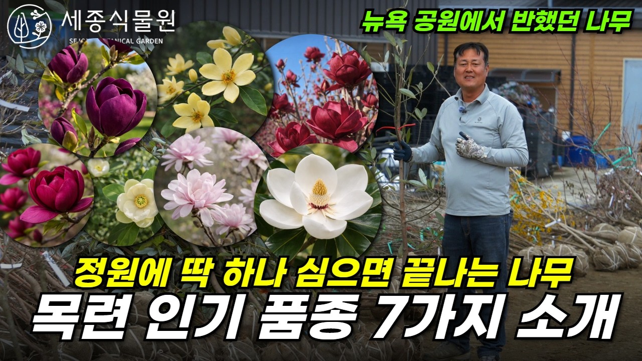 정원수 고민 끝! 목련 인기 품종 7가지 소개