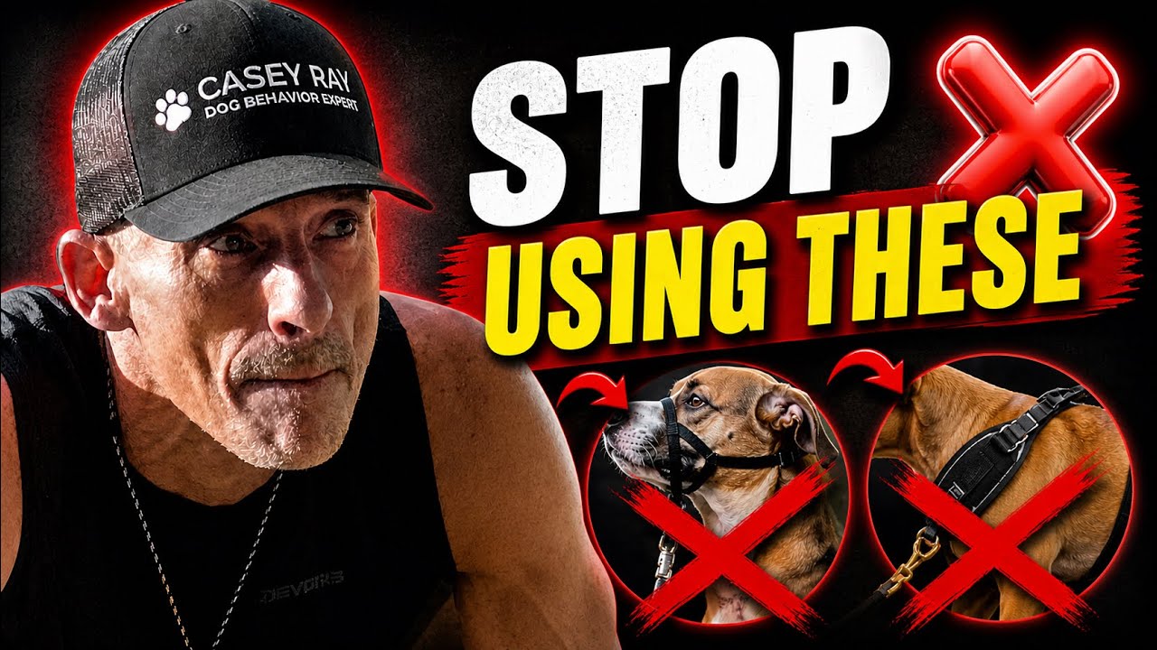 Top 5 Worst Dog Training Tools That I Never Recommend 