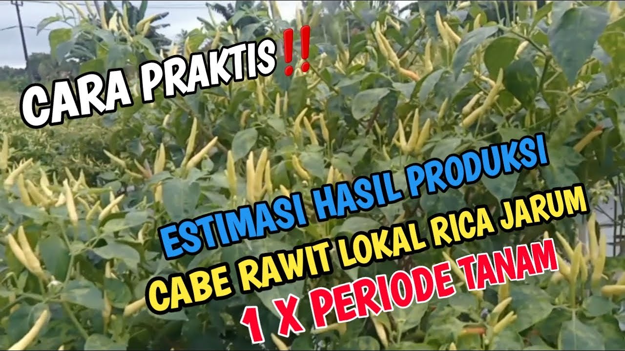 UNTUNG atau RUGI‼️Berapa Hasil Panen Cabe Rawit 3000 Pohon
