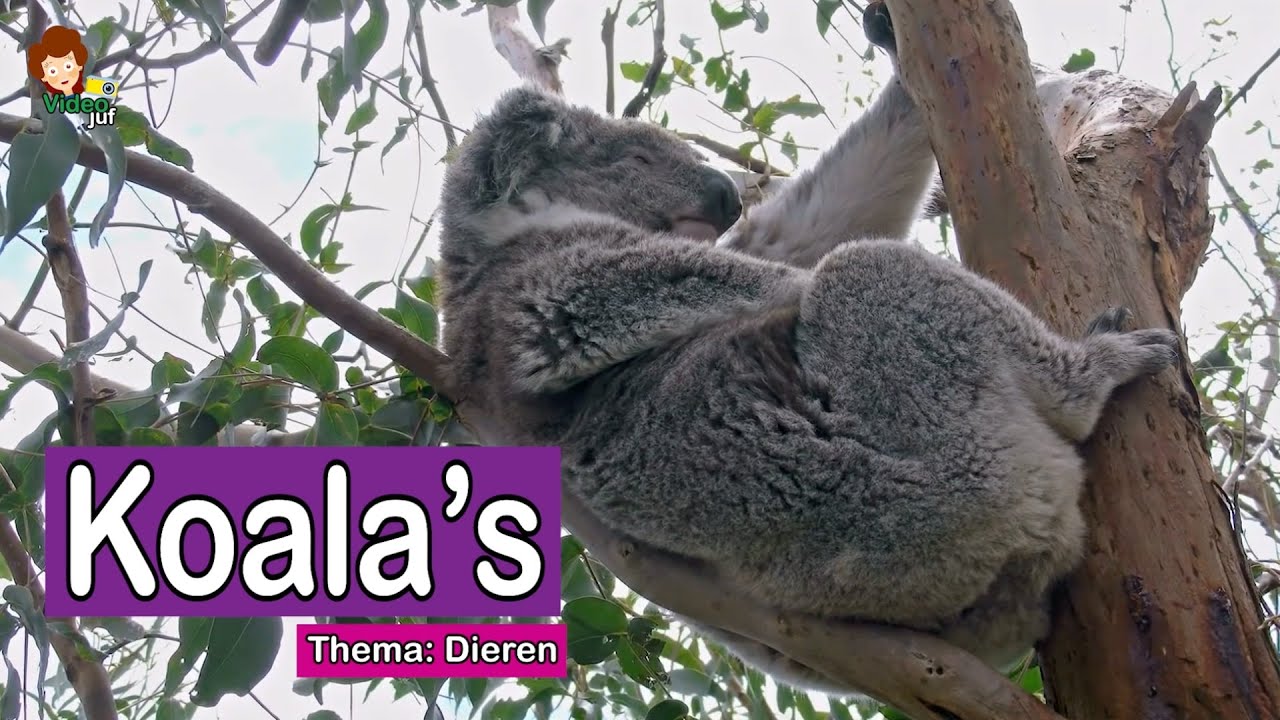Koala
