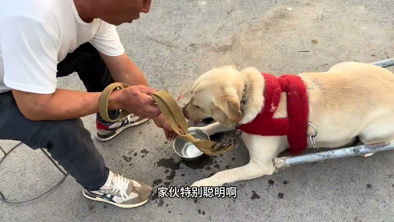 拉布拉多来接受拉车训练第一次驾车还行吧！ #拉不拉猪 #拉布拉多 #萌宠拉布拉多 #训狗