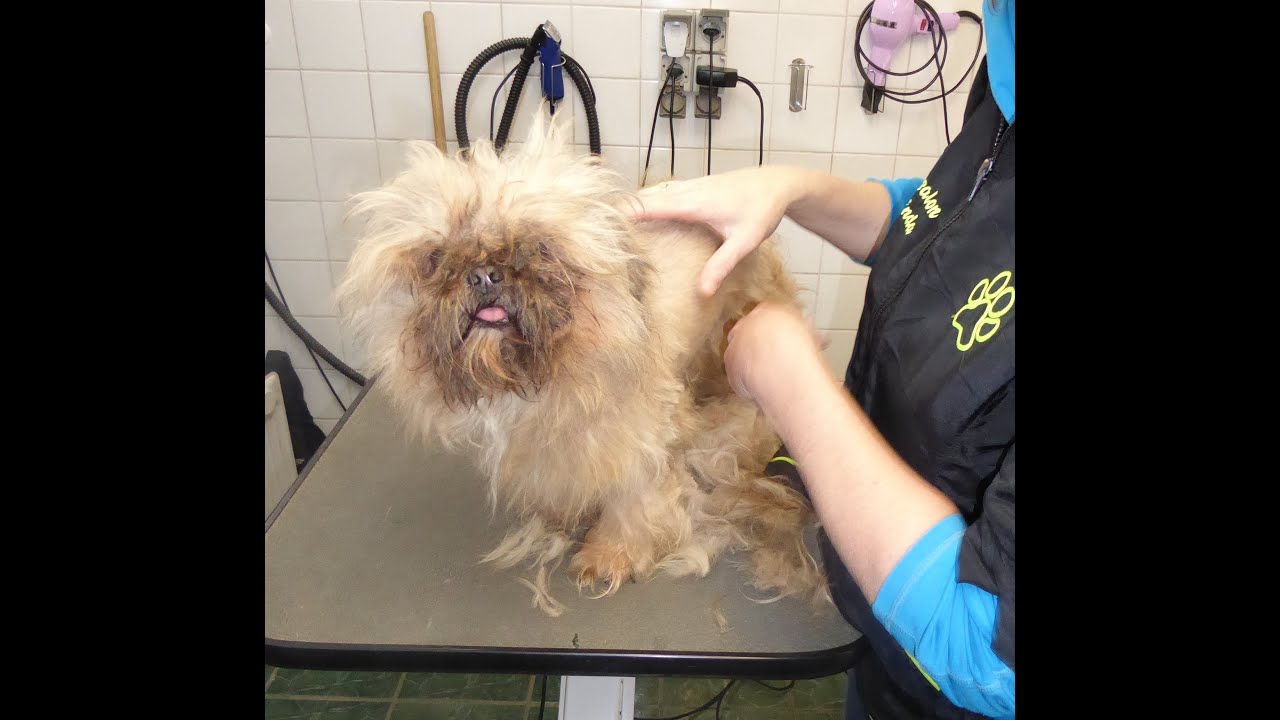 Hond Brody krijgt kans op een nieuw leven