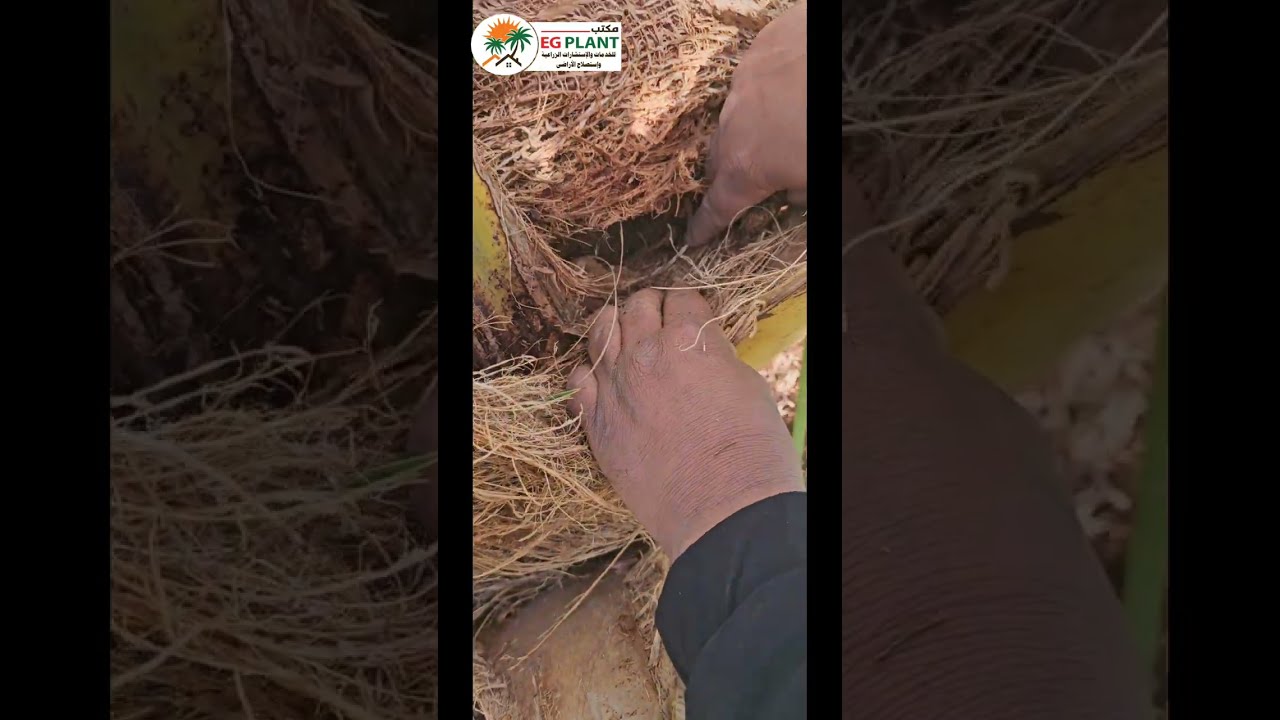 سوسة النخيل خطر كبير يهدد نخيل مصر 