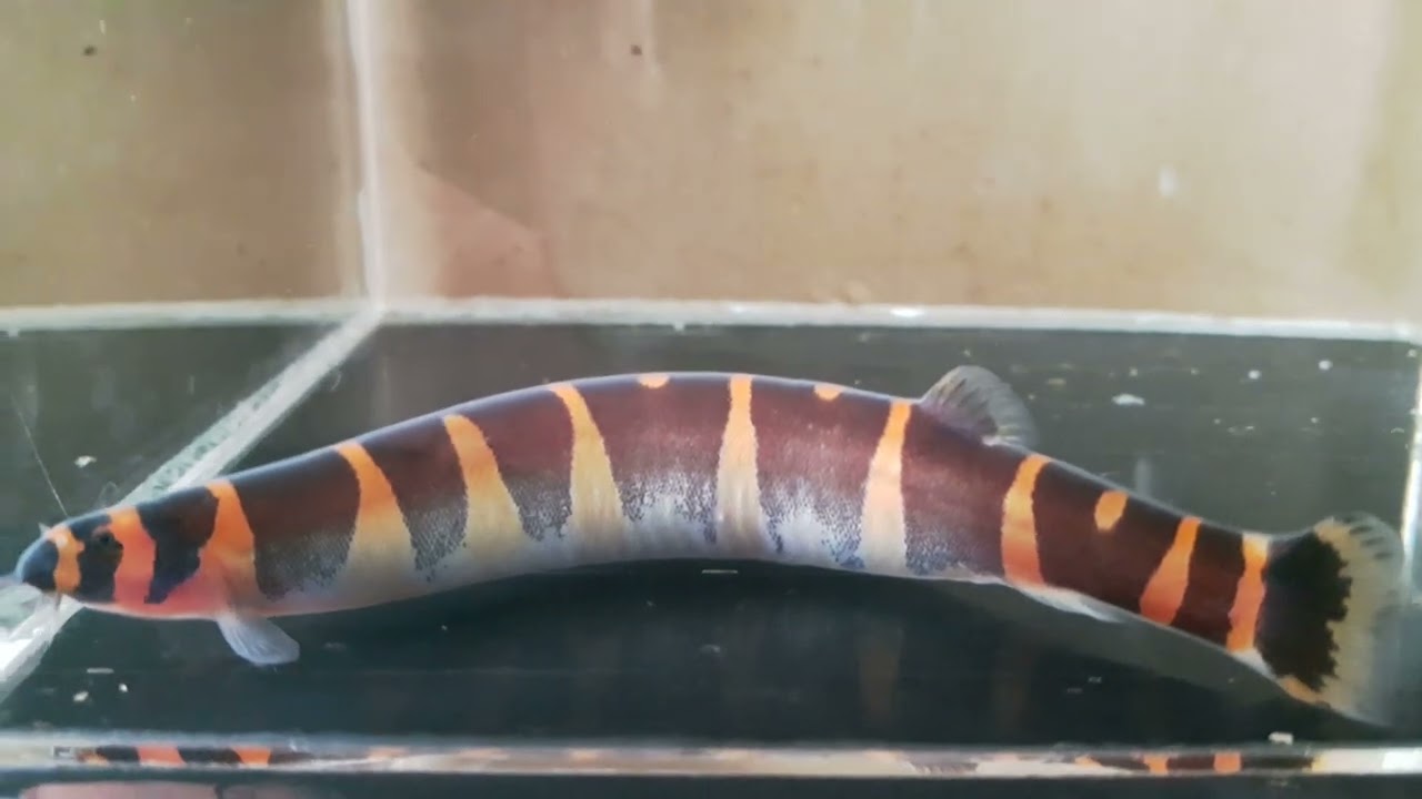 Loaches - Pangio Semicincta