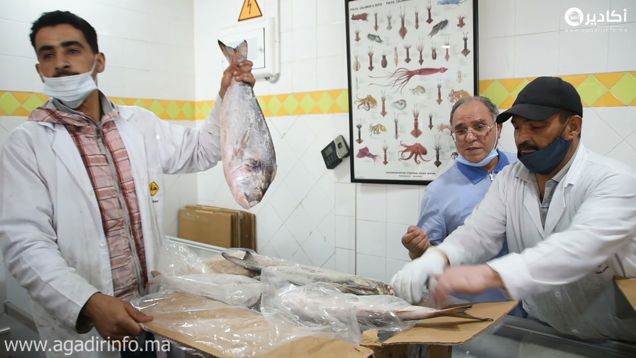 أكادير شركة أسماك رحال جابت الحوت 