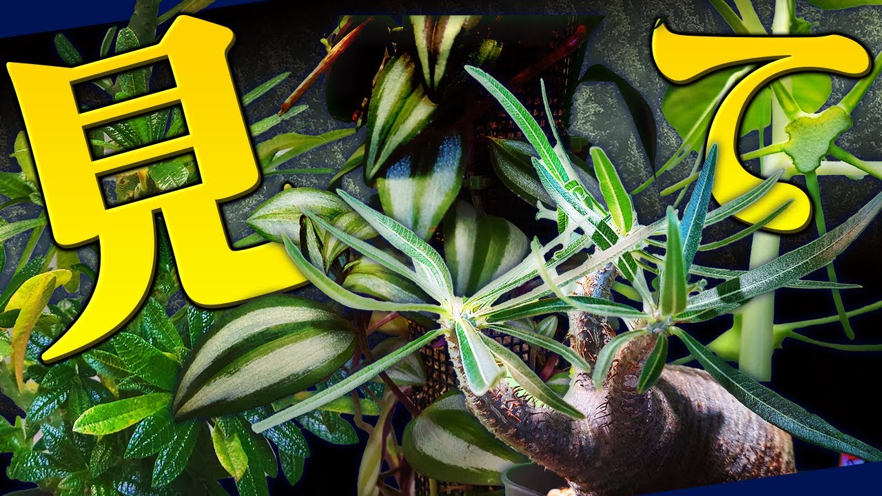 【塊根植物・観葉植物】今我が家で一番見て欲しい植物！！| DAIDOKORO ENGEI