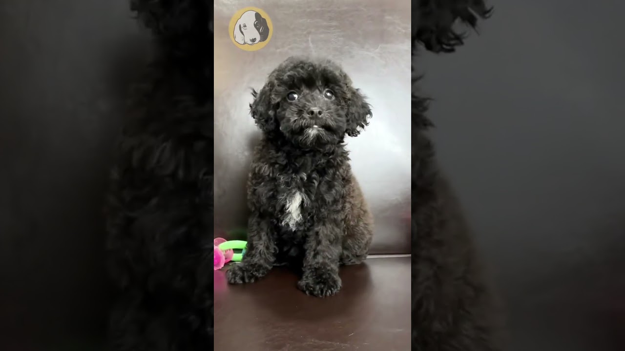 The Excellent Mini Poodle Pup