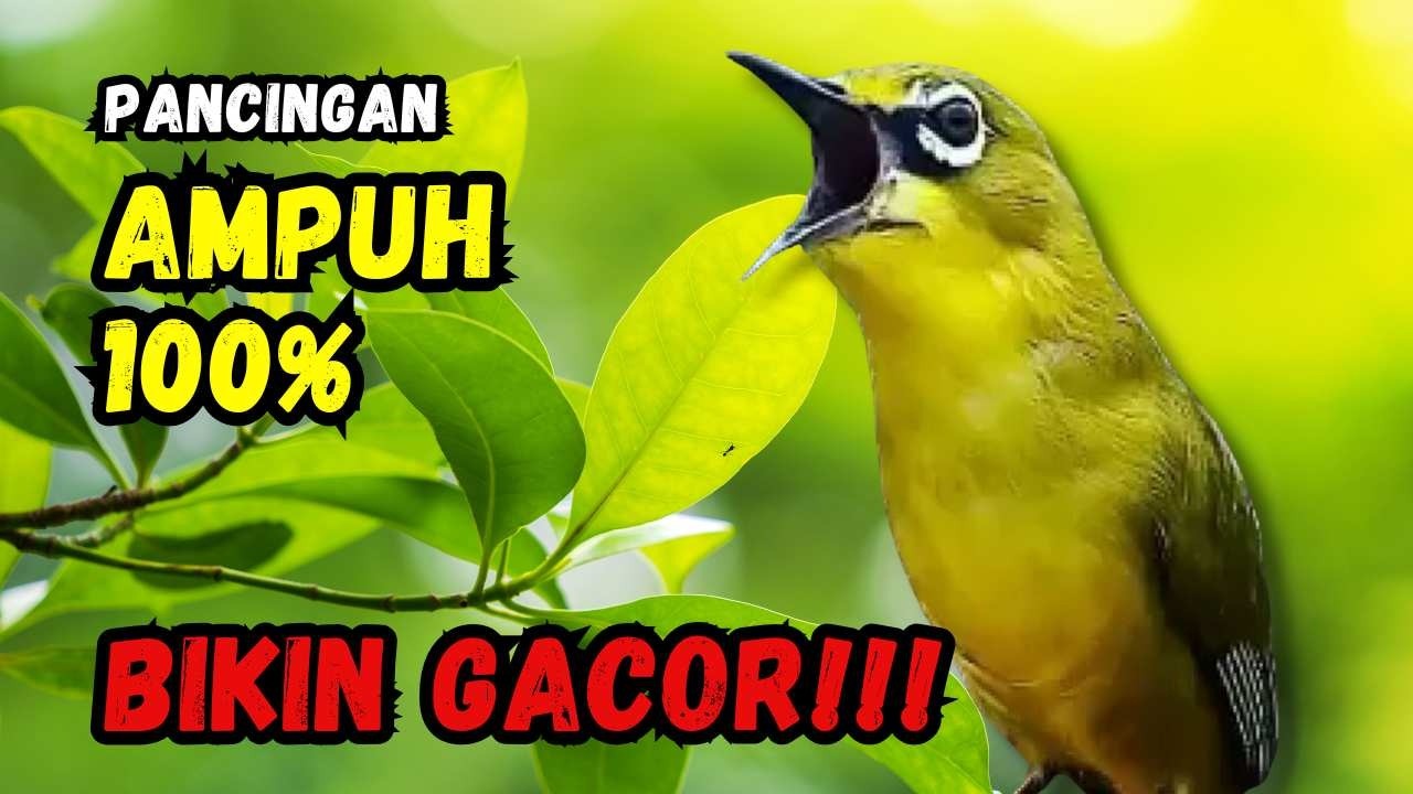 Hitungan Detik Pleci Jenis Papun Ikut Bunyi, Pancingan Ampuh Bikin Pleci Gacor