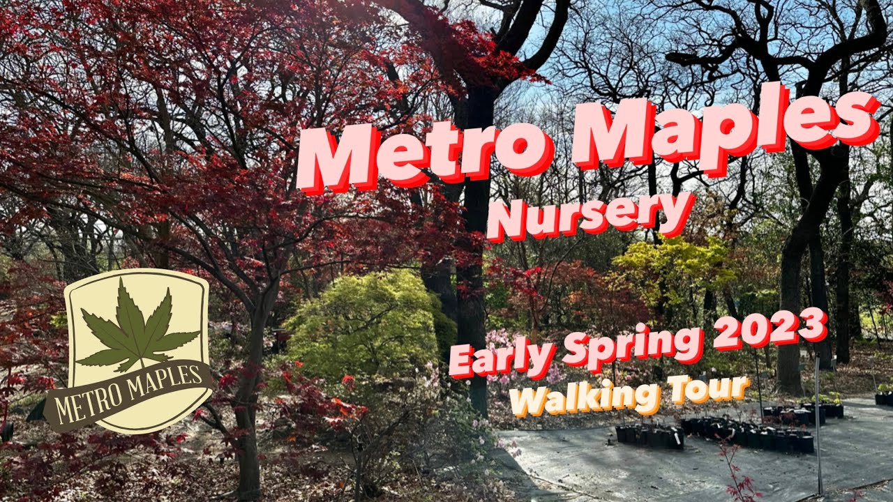 Metro Maples Early Spring 2023 Walking Tour