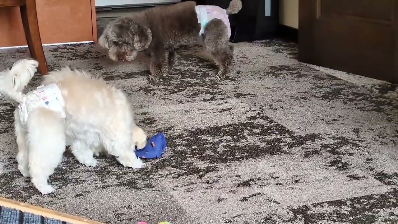 灯と花の日常　おやつたいむ