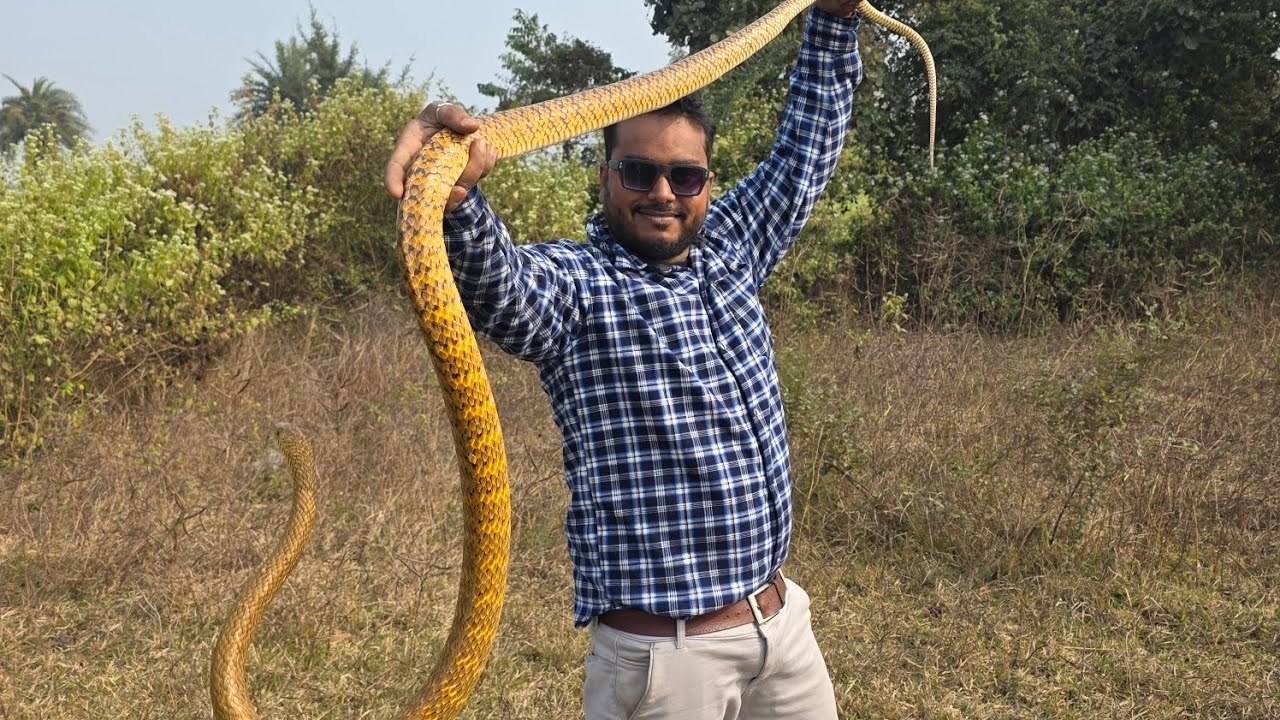 Rat snake rescue in kumharpara #nontoxic#viral#snake#trending 