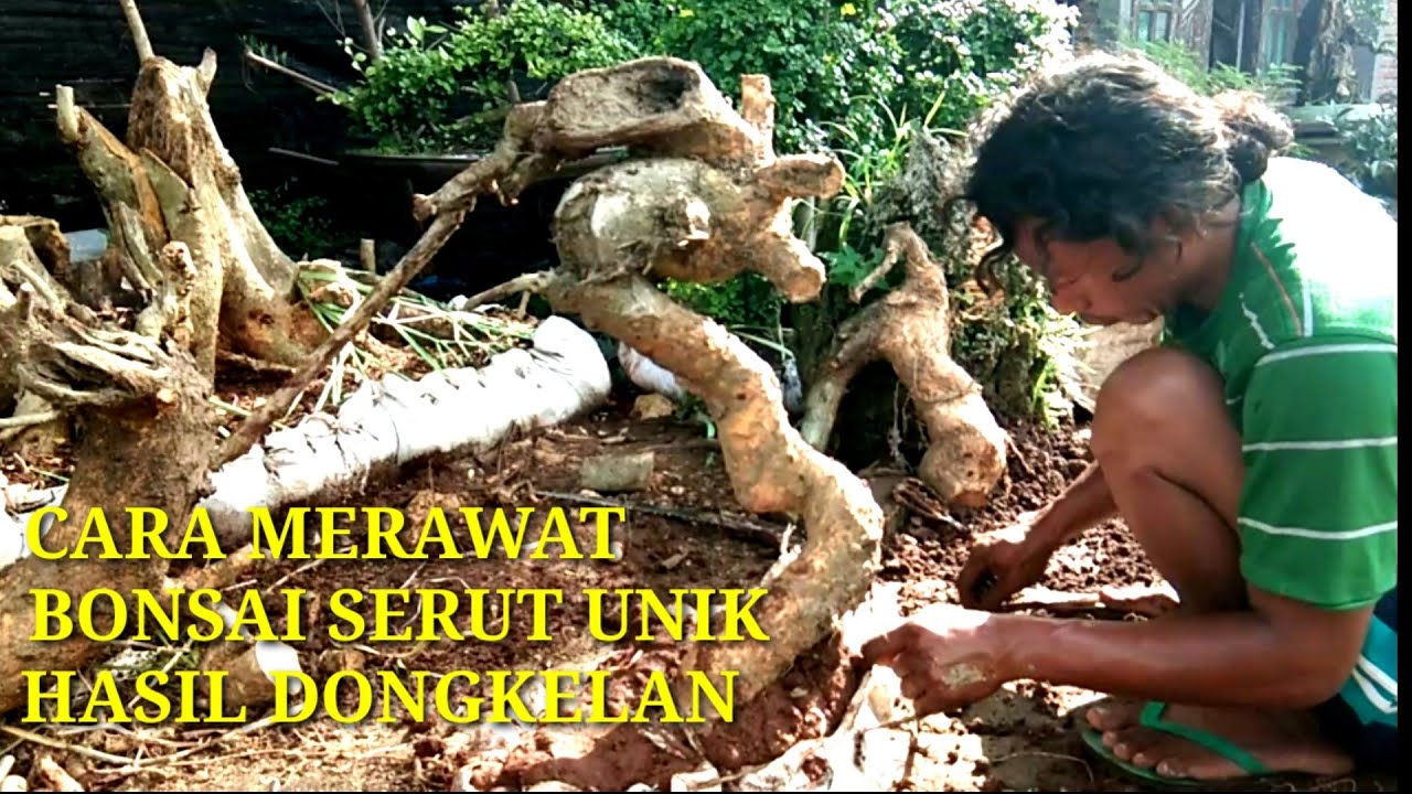Cara Merawat Bonsai Serut Dongkelan