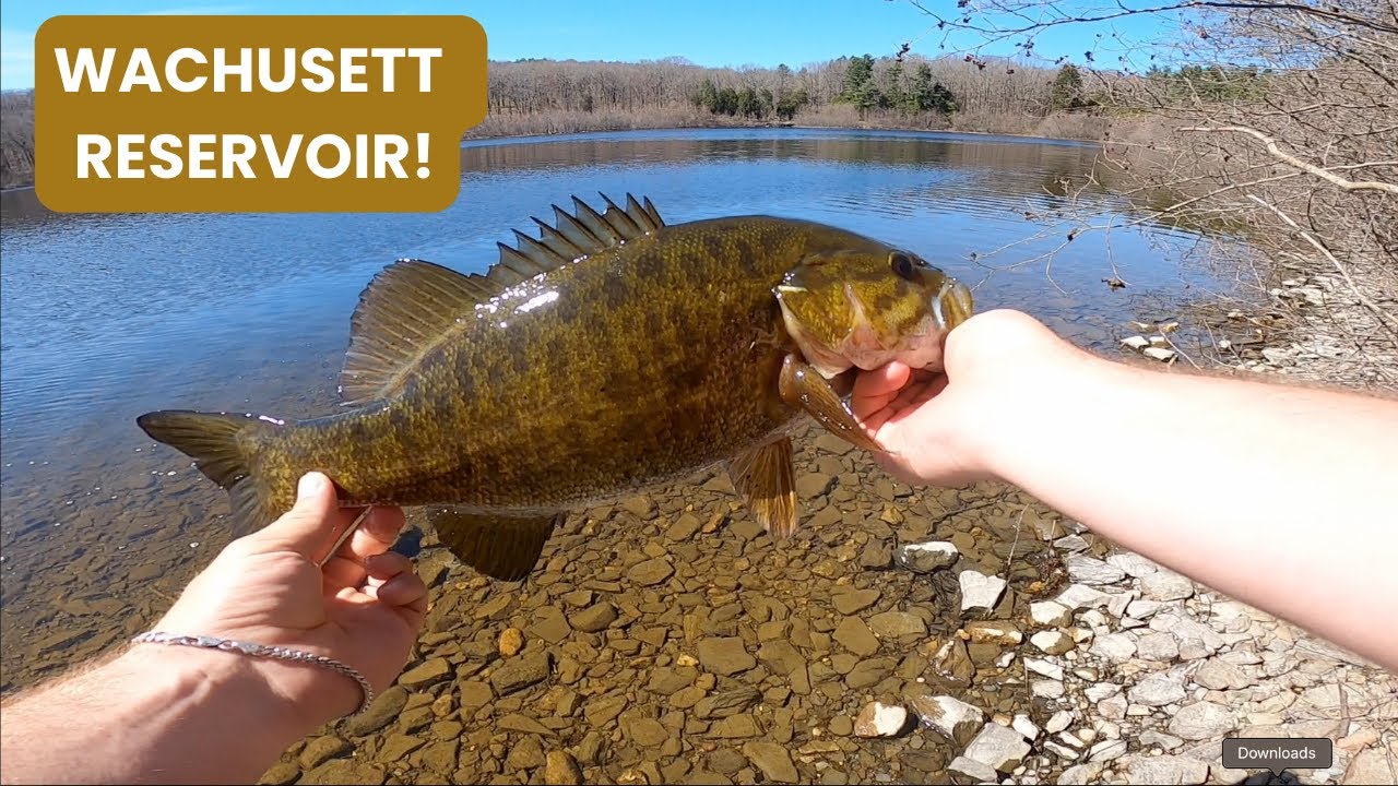 Fishing for GOLDEN smallmouth at WACHUSETT RESERVOIR