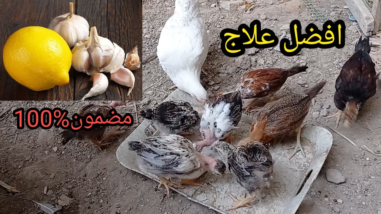 افضل علاج للتنفسية و النشلة وخرخشة الصدر للدجاج🐔 طريقه مضمونه 💯