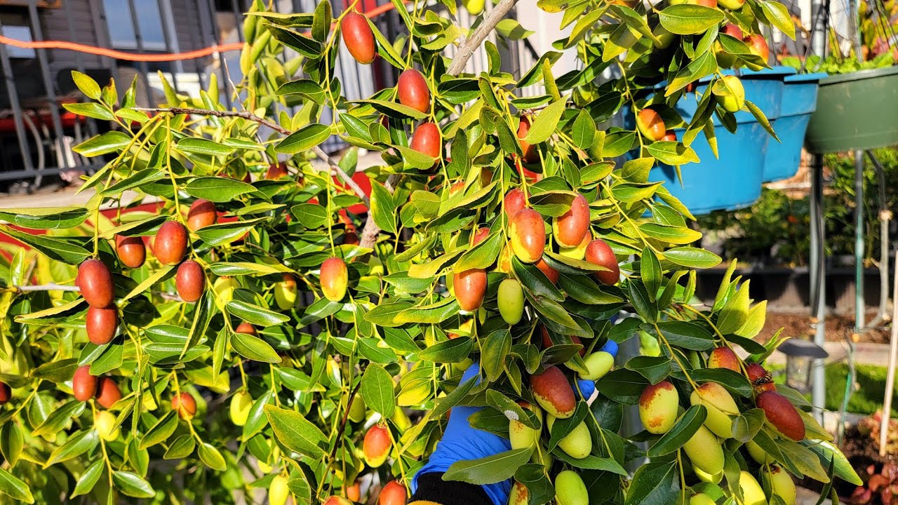 Bội thu Táo Tàu hái ăn tại chổ giòn rụm ngọt  thấy mê, cắt bạc hà, mướp hương 🇨🇦1575》Tout Le Monde