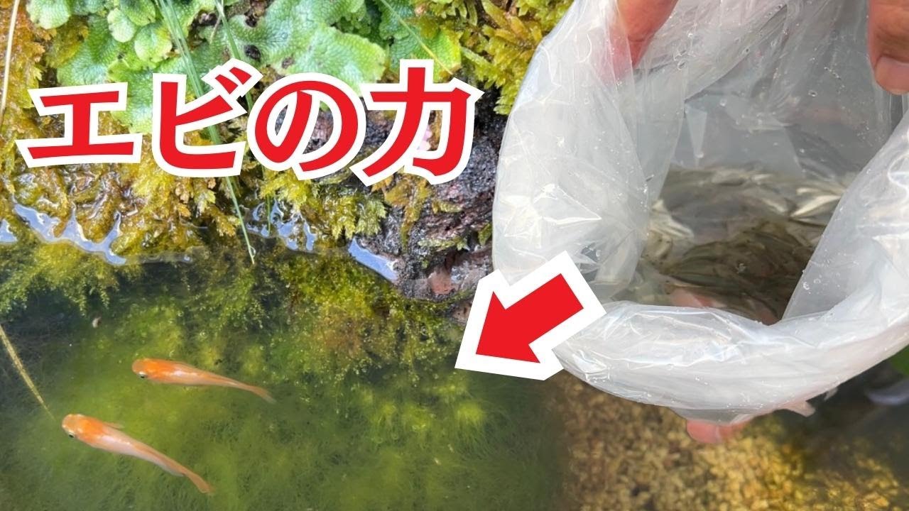 コケで汚れたメダカ水槽にエビを入れるとこうなる