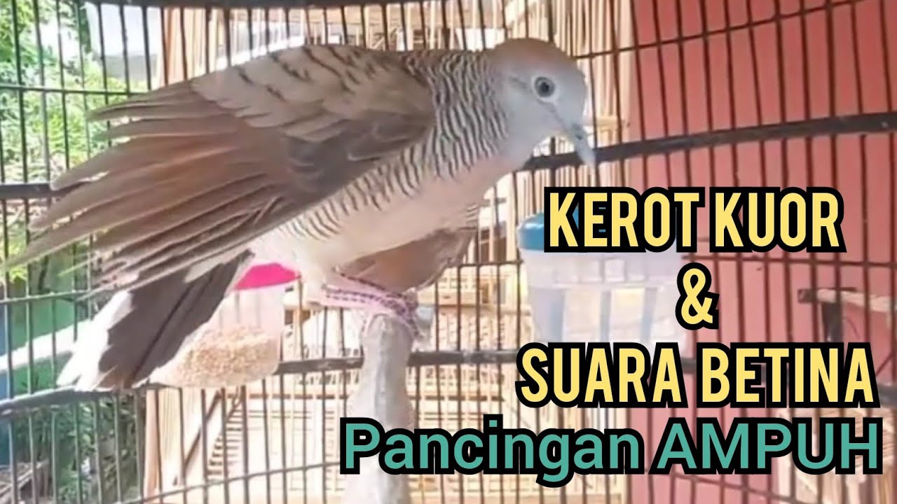 KEROT KUOR perkutut lokal gacor bersahutan dengan Perkutut Betina memanggil Jantan, PANCINGAN AMPUH