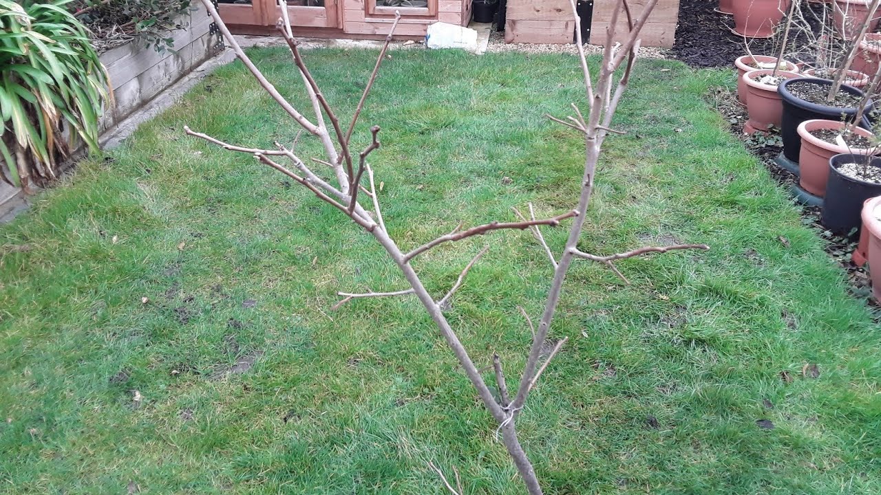 Persimmon Kostata, quick Spring trim prior to re-potting