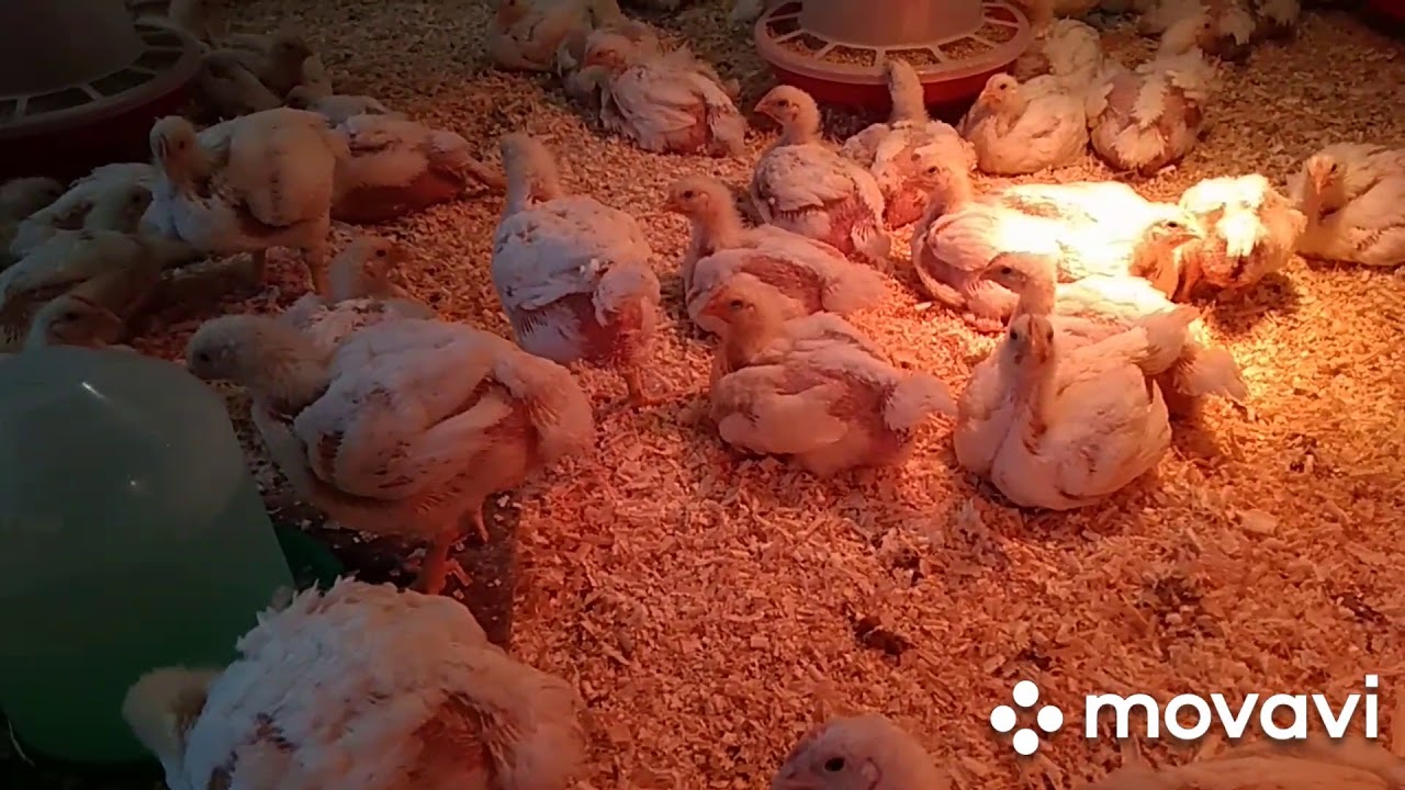 Вес бройлера КОББ - 500 в 22 дня.  Осмотр птичника после недельного отсутствия.