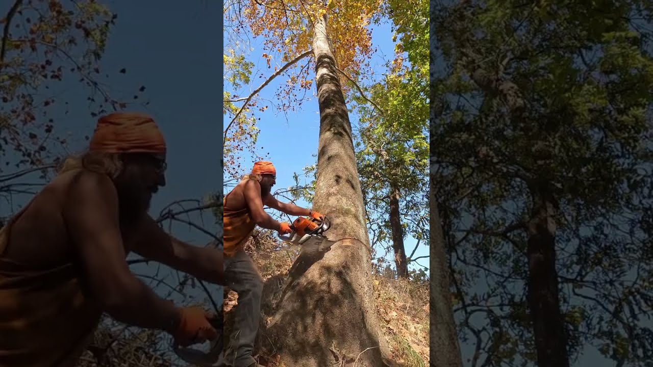 Best logging action scenes of the week - Week cuts 