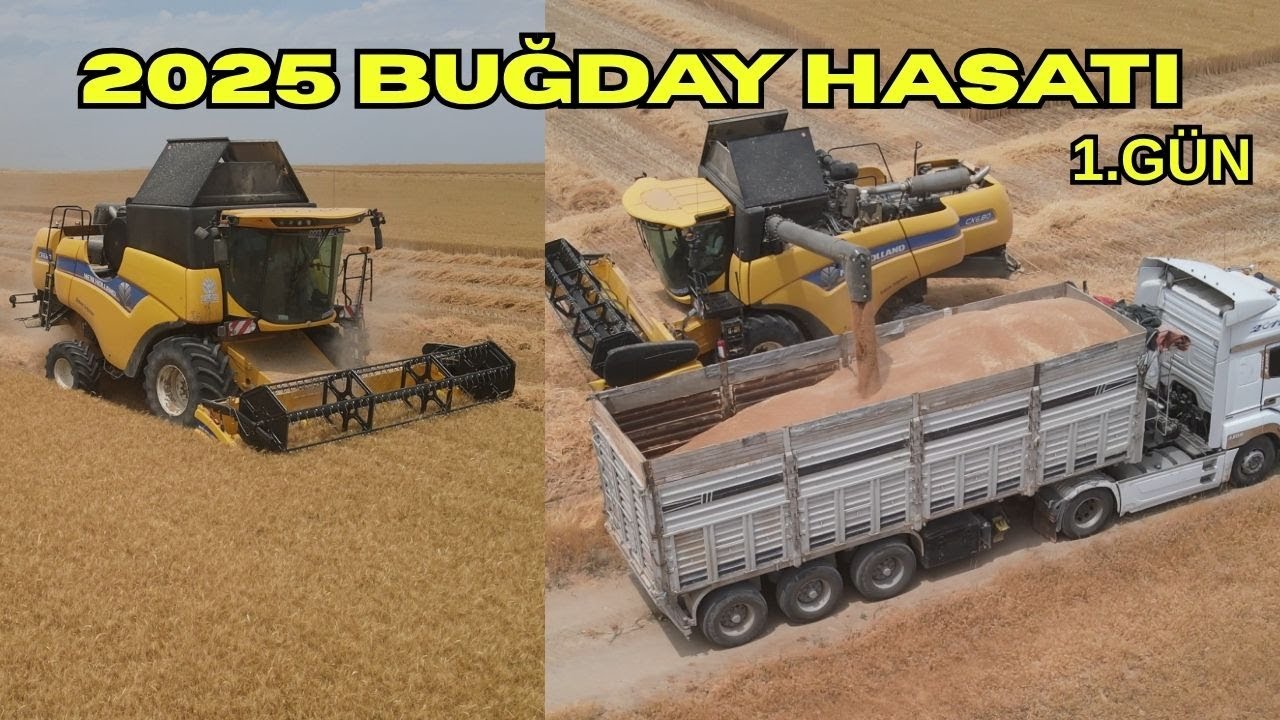 2025 BUĞDAY HASATINA BAŞLADIK! İLK GÜNDEN YAĞMURA YAKALANDIK! BUĞDAYI ISLATTIK MI?