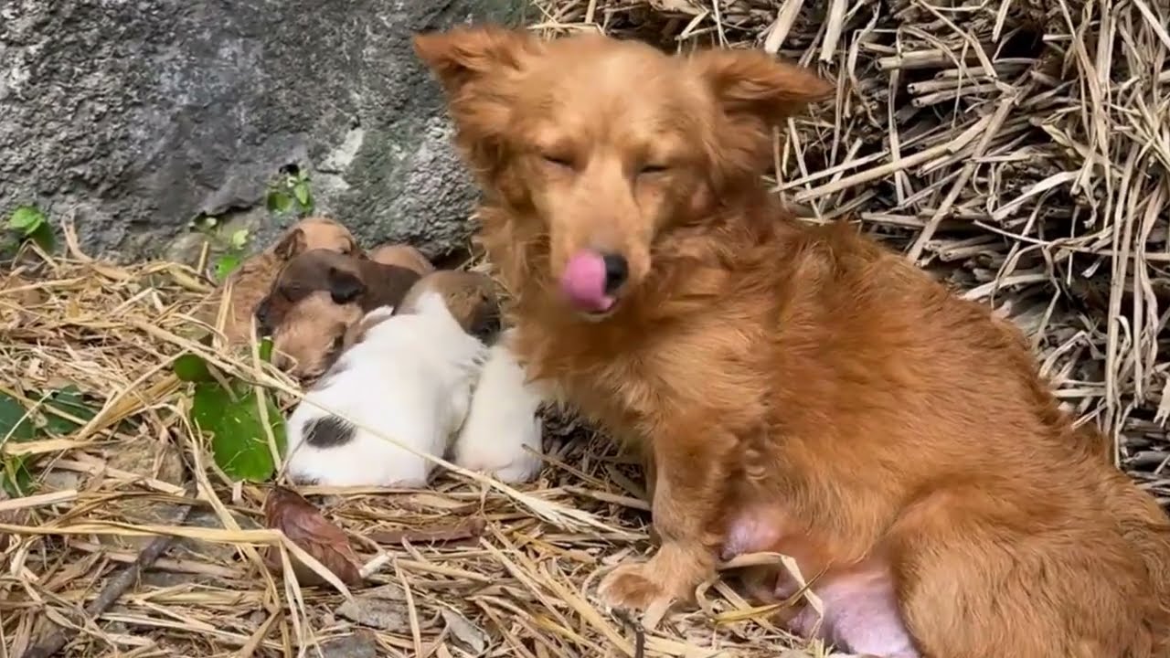 Newborn Puppies Cuddle with Mother Dog, Too Cute to Handle