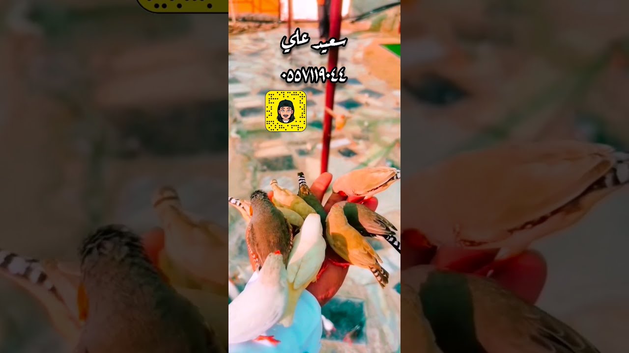 مزرعة بن مقطف للفراوله أحد رفيده قرية القرحاء من سناب مانع الغوري