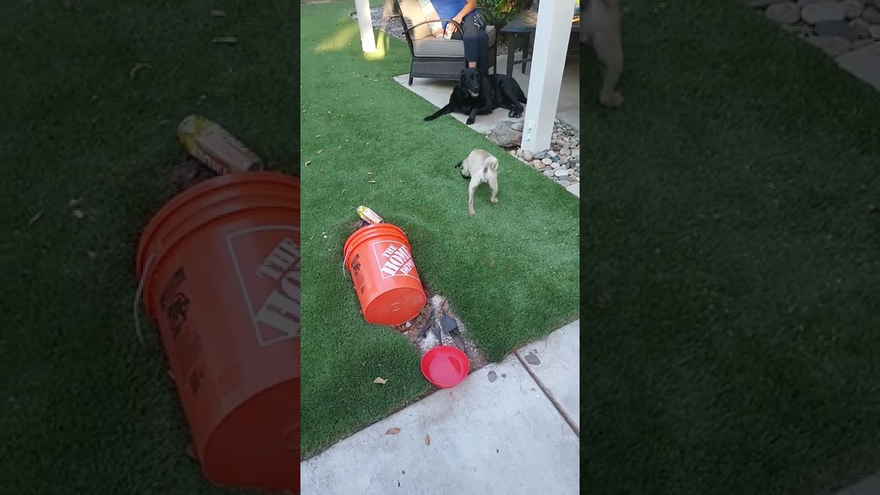 puppy visit/ puppy exploration
