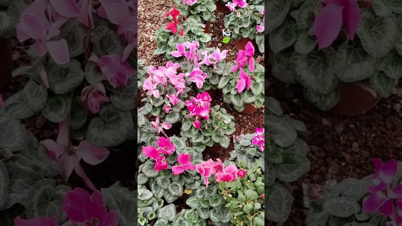 Vivero Xalpatlaco Atlixco Puebla 🍃💚✨