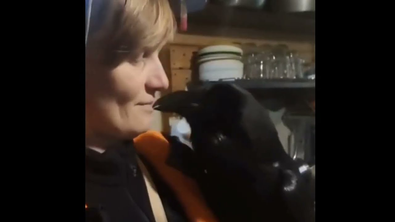talking crow..cuervo parlante..говорящая ворона..konusan karga ))