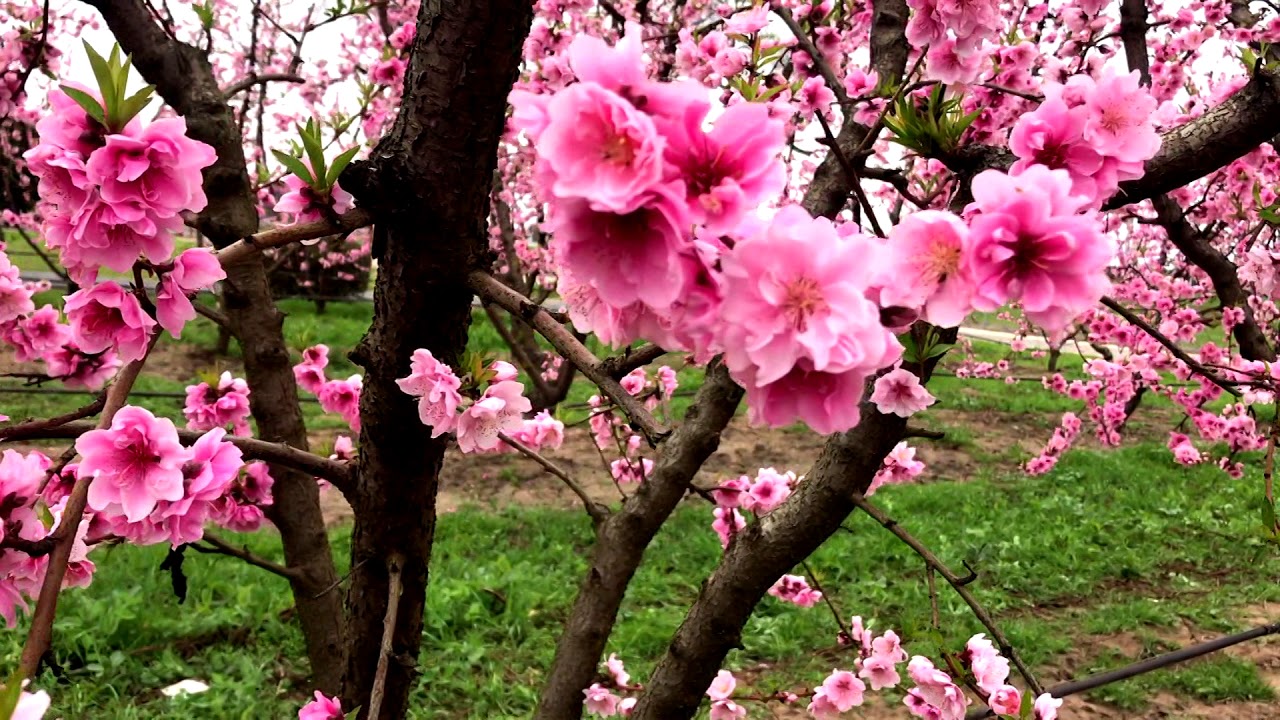 2 15 2021  Amazing peach flower bloom