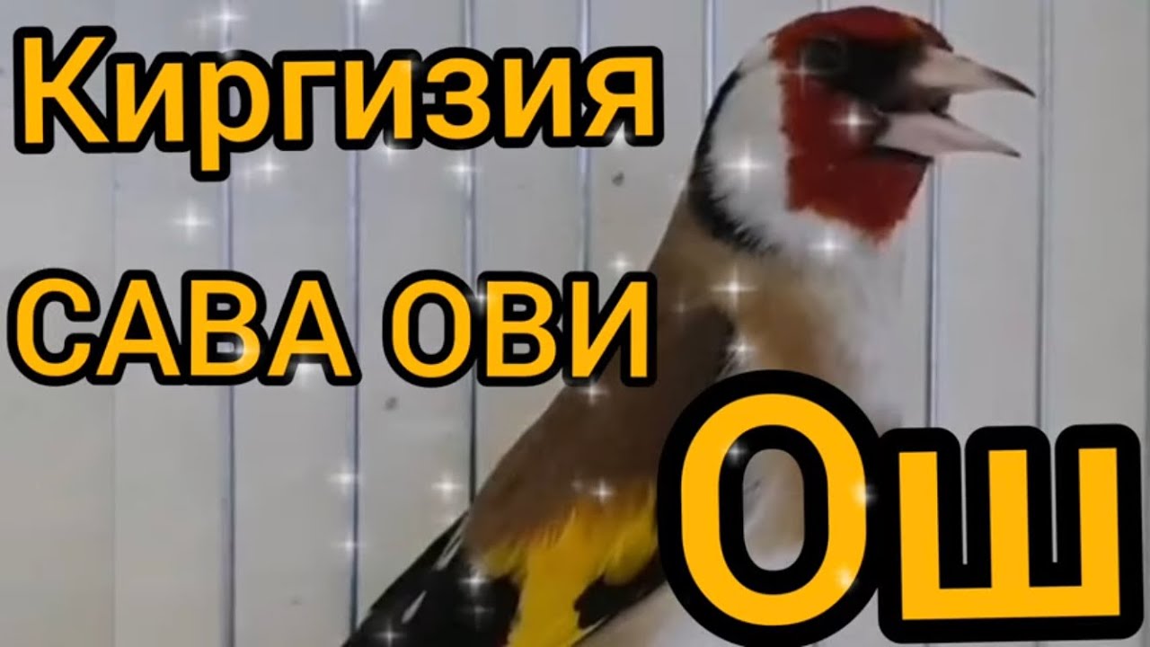 sava ovi boshlandi  щегол