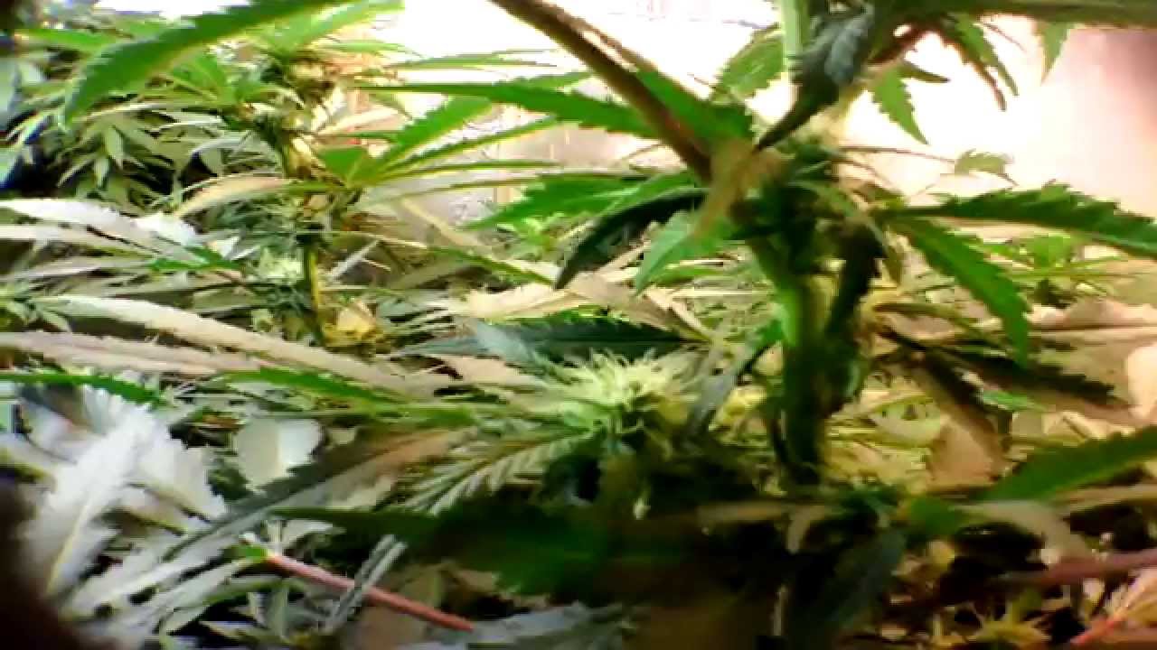 Medical marijuana induction grow lights rock