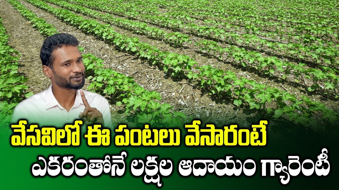 Summer Vegetables Farming techniques || Farmer Achyuth Reddy || High Profit Crops || SumanTV Rythu