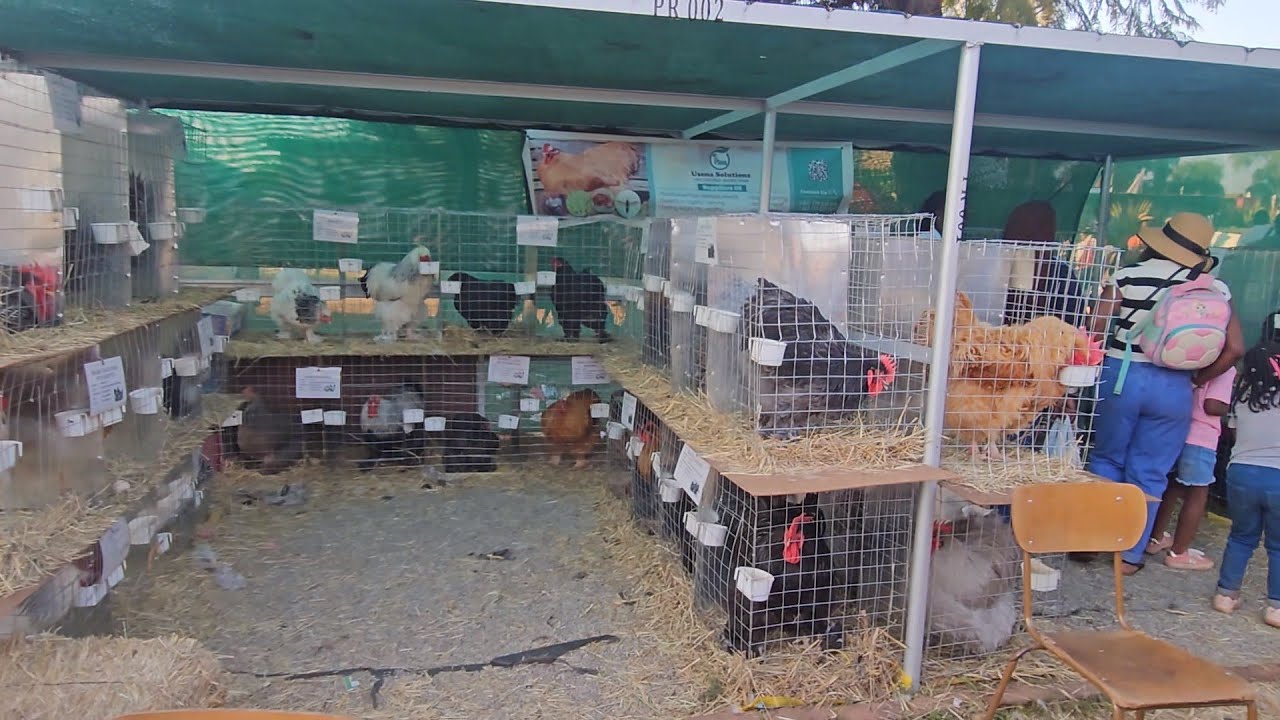 Best chicken breeder at Zimbabwe Agricultural Show 2025