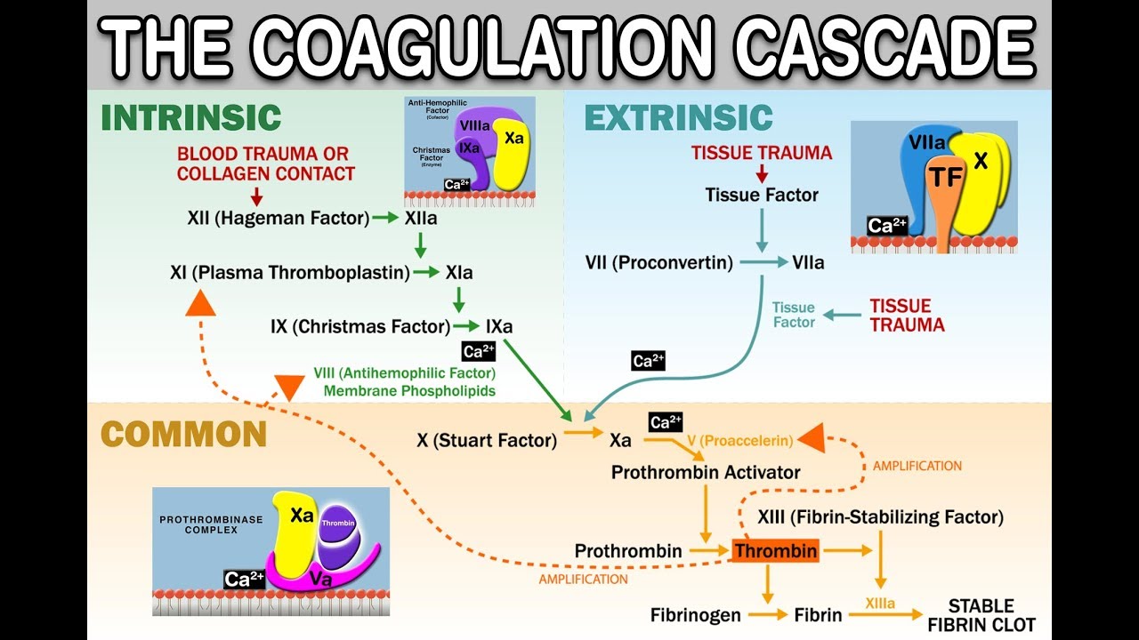 HEMOSTASIS/COAGULATION CASCADE - Intrinsic/Extrinsic/Common Pathways, Amplification, and Propagation