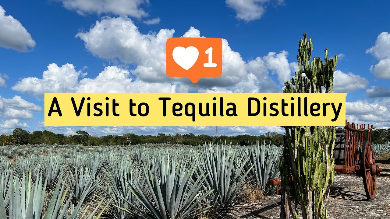 Traditional Tequila Distillery | Destiler&iacute;a Artesanal de Agave Mayap&aacute;n | Valladolid, Yucatan