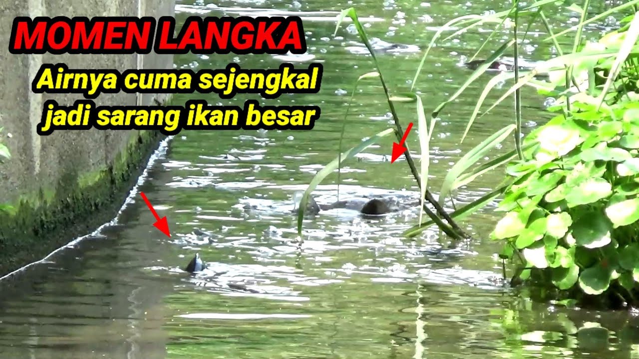 Momen Langka..!Pemancing menjumpai sarang ikan besar di sungai dangkal saat mancing ikan gabus