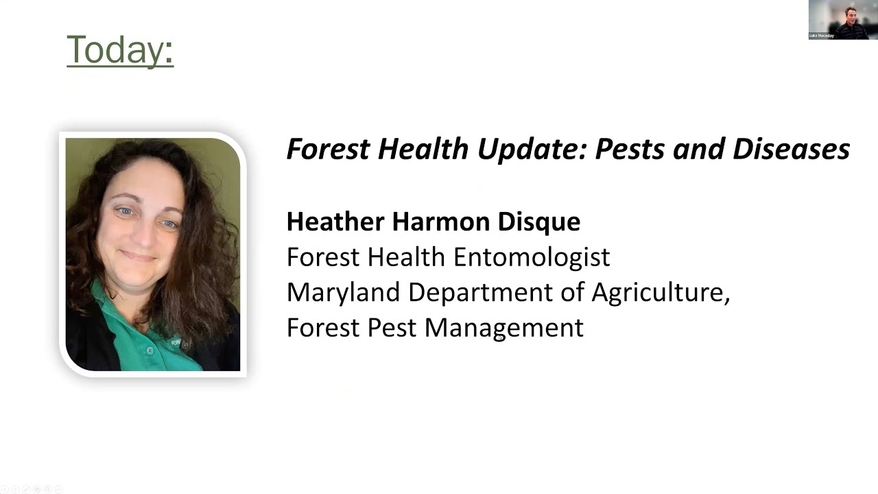 Maryland Forest Health Report: Pests and Diseases- Heather Harmon Disque- Episode 7