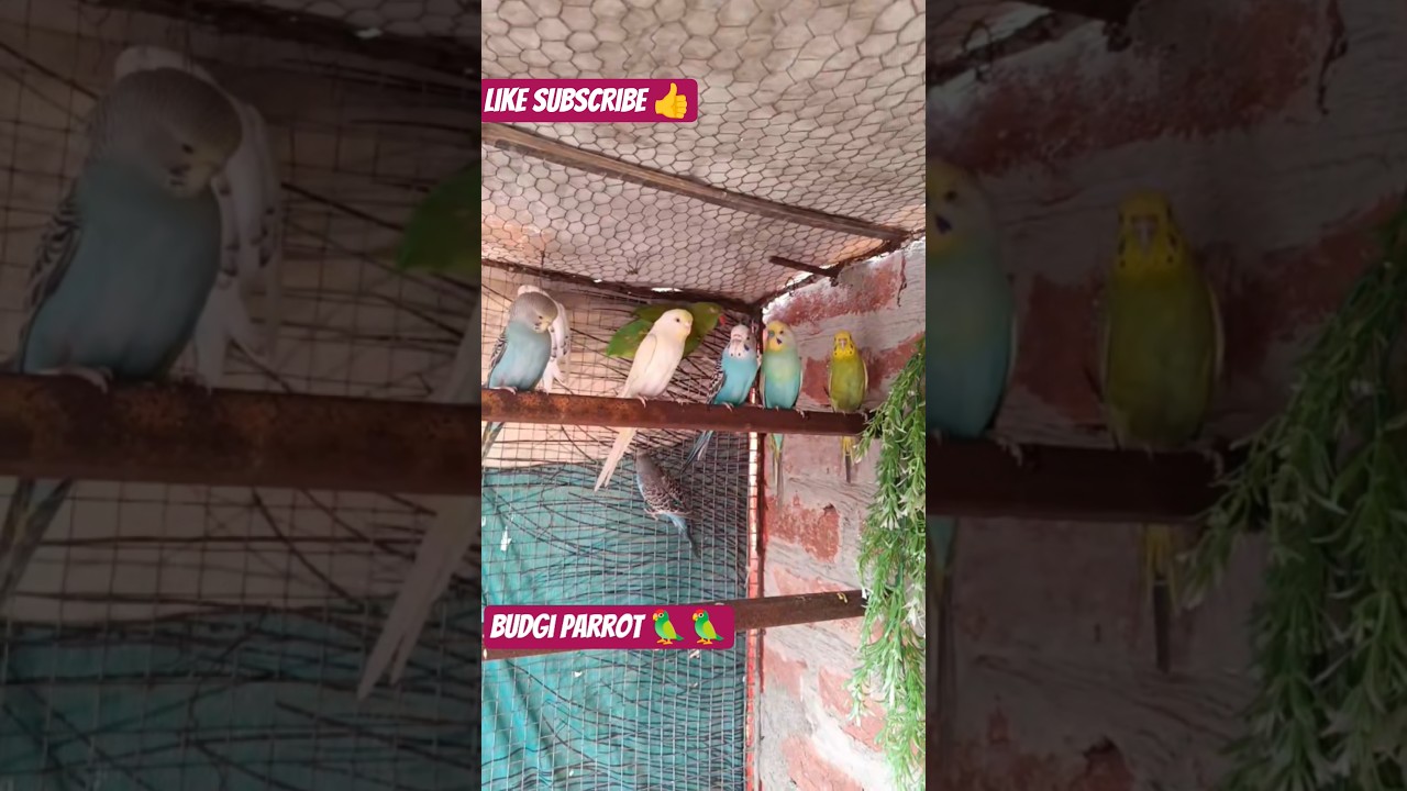 Budjigs parrot 🦜 🦜 🦜 colony video #shorts #birds #parrot #video