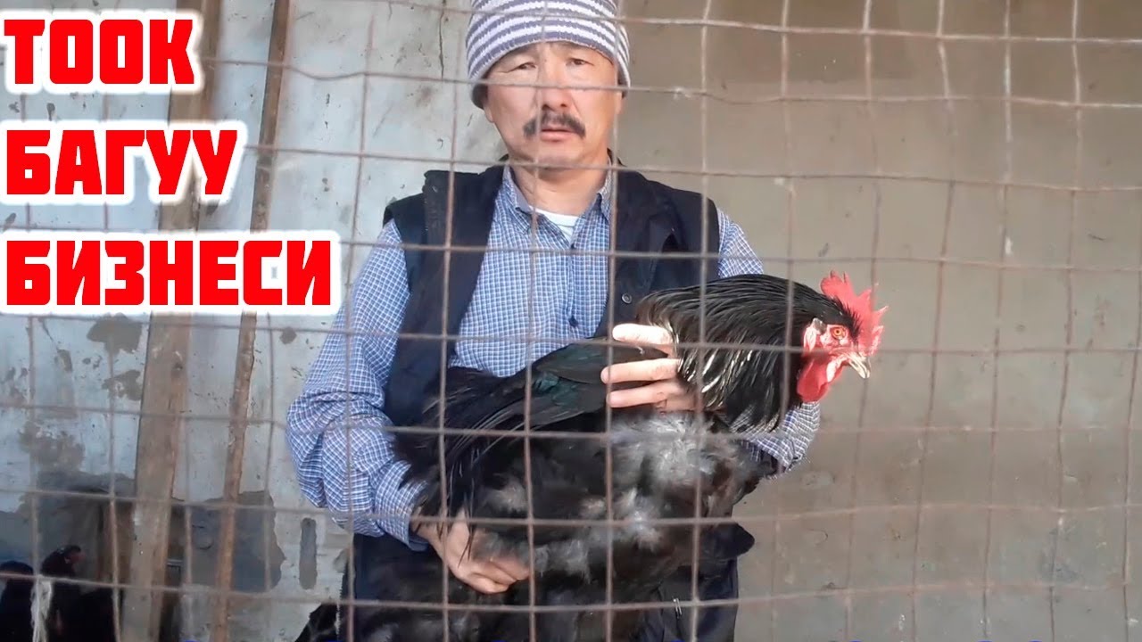ТООК БАГУУ БИЗНЕСИ 👉🐔 СЕМИРТҮҮ КӨБӨЙТҮҮ ЖОЛДОРУ 👆