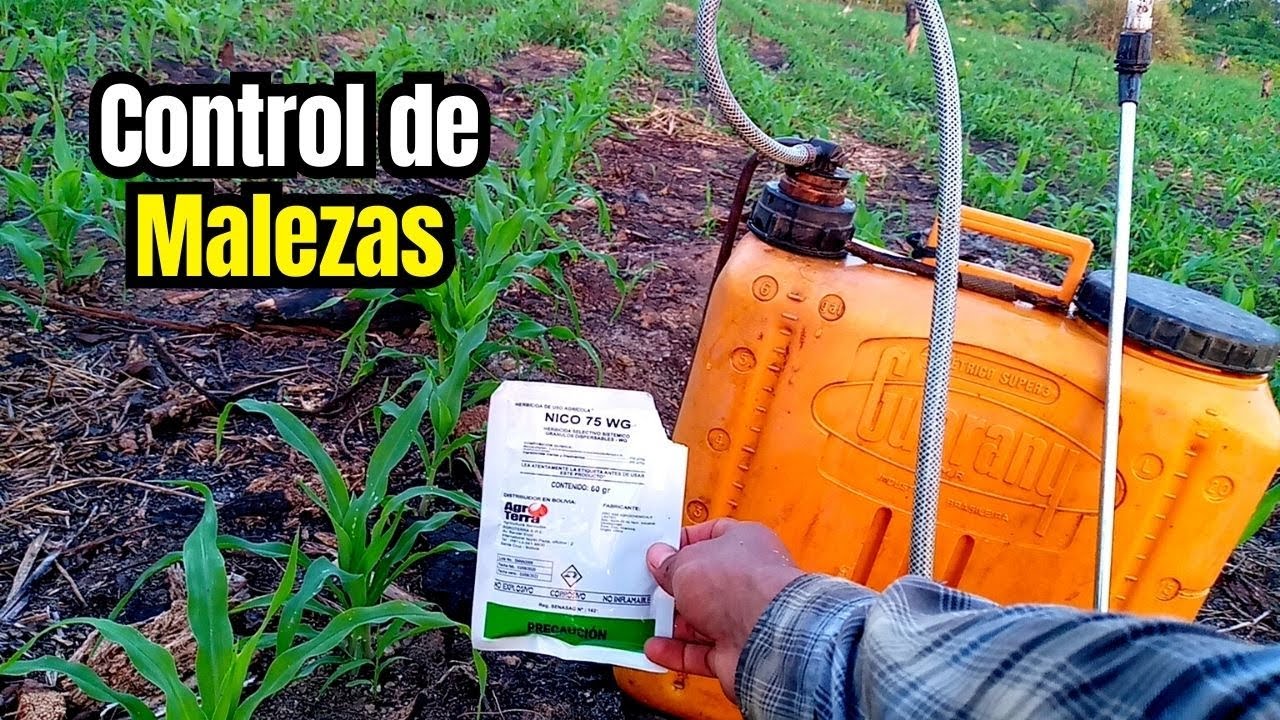 🌽 MAÍZ Libre de MALEZAS - Primer CONTROL De MALEZAS En El MAÍZ
