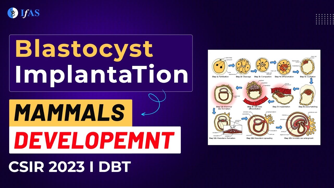 BLASTOCYST IMPLANTATION I MAMMALS DEVELOPEMNT I CSIR2023 I DBT I